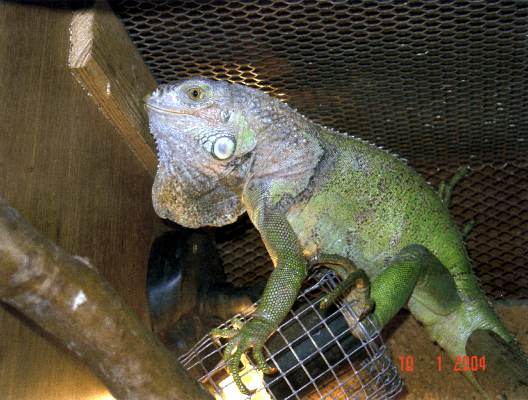 leguan.jpg